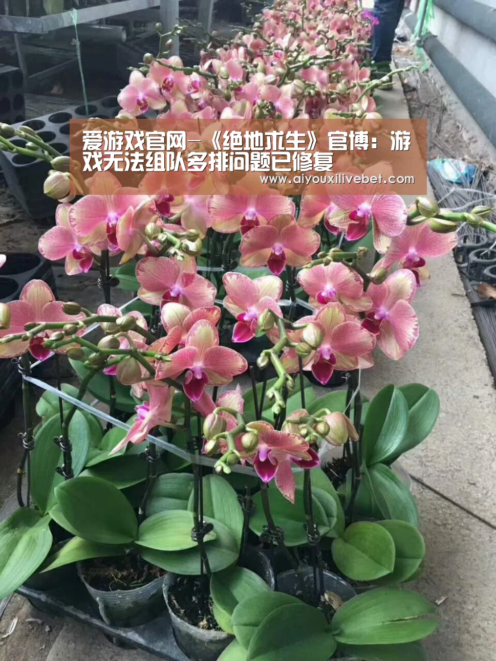 爱游戏平台